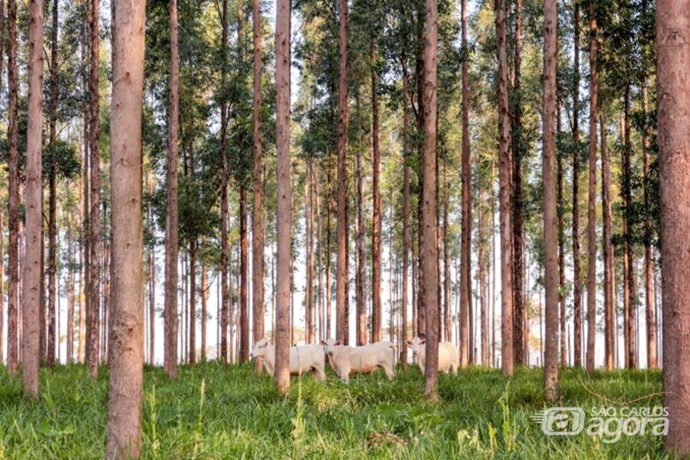 Simpósio em São Carlos apresenta estratégias e desafios em sistemas integrados de produção - Crédito: Juliana Sussai