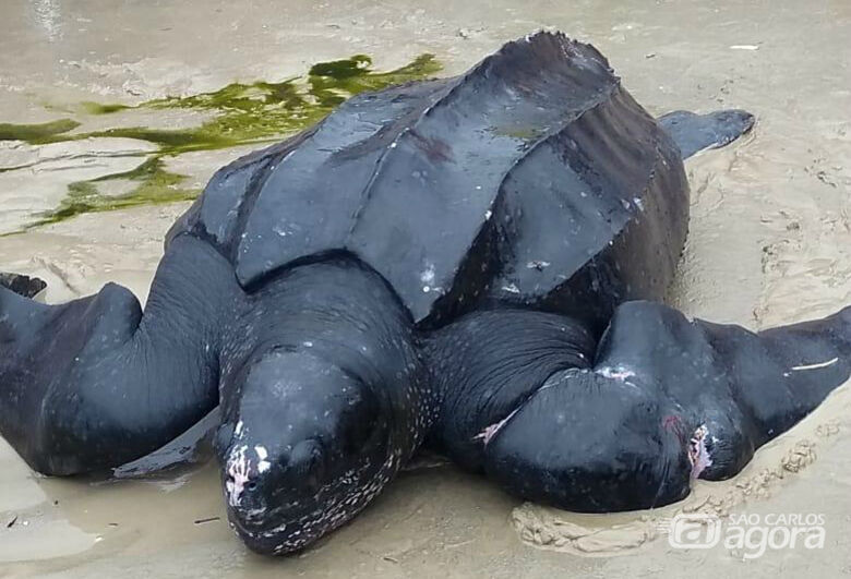 Presa em rede, tartaruga-gigante é salva no Guarujá - Crédito: Divulgação