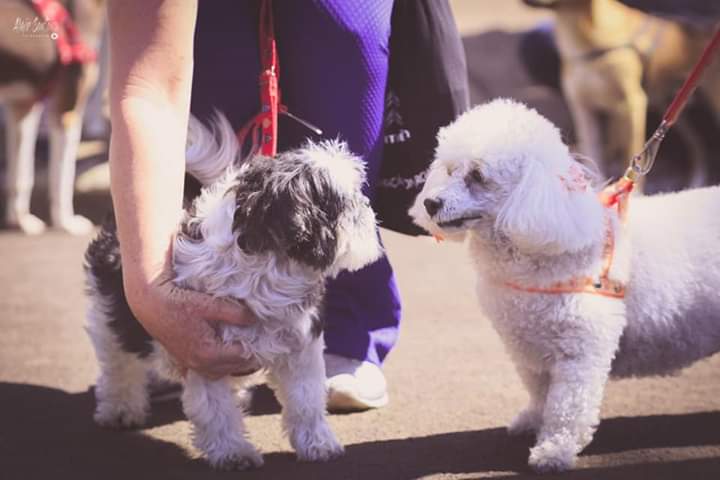 Cão-minhada dos melhores amigos recebe o nome de Outubro Rosa - Crédito: Divulgação