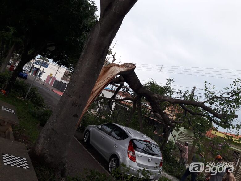 Árvore de grande porte cai e danifica três veículos na rua Larga - Crédito: Maycon Maximino