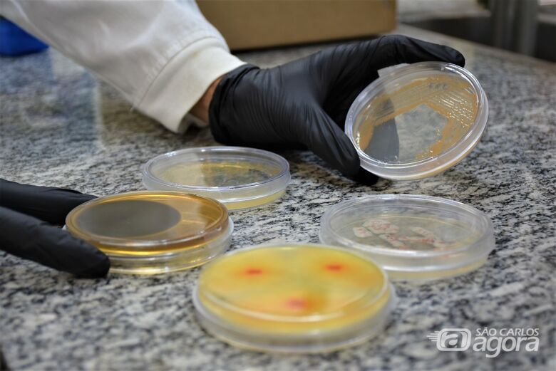 Como esponjas e fungos ajudam cientistas da USP São Carlos a descobrirem novos medicamentos - Crédito: Henrique Fontes