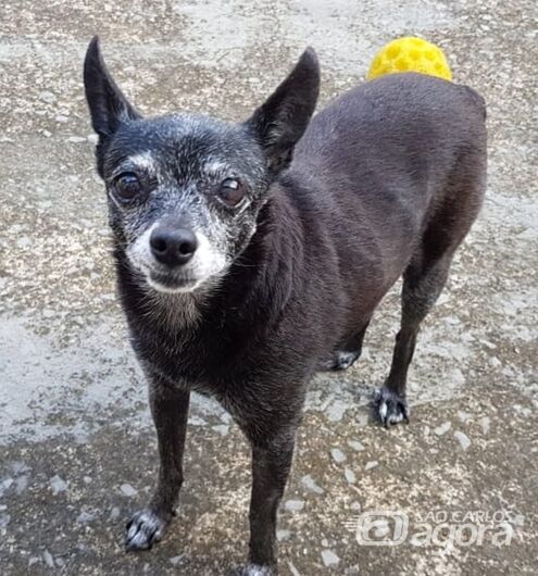 Homenagem Funerais Pet a cachorrinha Nina -