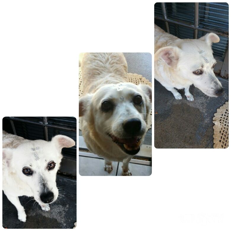 Homenagem da Funerais Pet a cachorrinha Princesa -