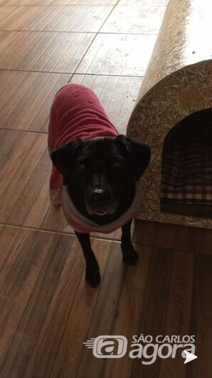 Homenagem da Funerais Pet a cachorrinha Lua -