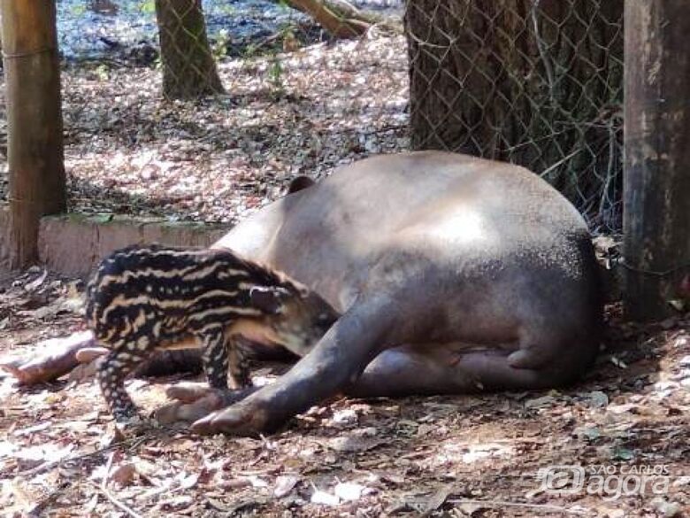 Parque Ecológico realiza concurso para escolher o nome do filhote de anta brasileira - Crédito: Foto ilustrativa