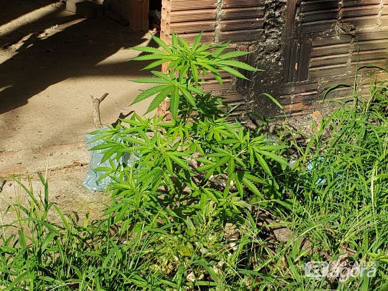 PM apreende até pés de maconha em residência suspeita - Crédito: Divulgação