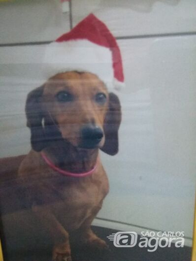 Homenagem da Funerais Pet a cachorrinha Nina -