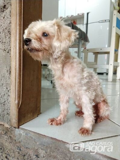 Homenagem da Funerais Pet a cachorrinha Chiara -