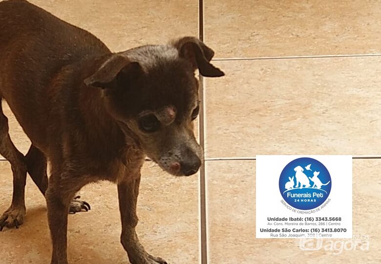Homenagem da Funerais Pet ao cãozinho Negão -