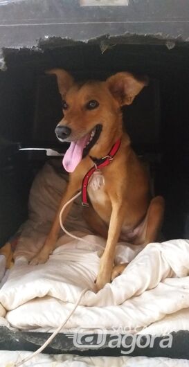 Homenagem da Funerais Pet a cachorrinha Mel -