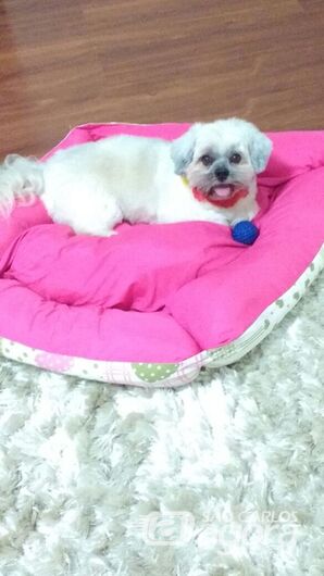 Homenagem Funerais Pet ao cachorrinho Suchi -