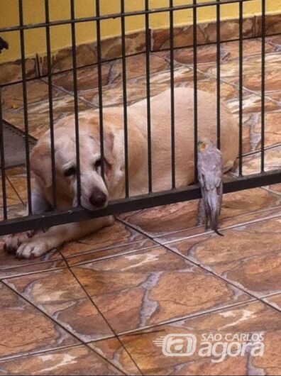 Homenagem da Funerais Pet a cachorrinha Kyra -