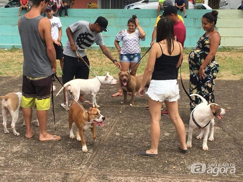 6º Encontro de Pit Bulls acontece neste domingo no Parque do Kartódromo - Crédito: Divulgação