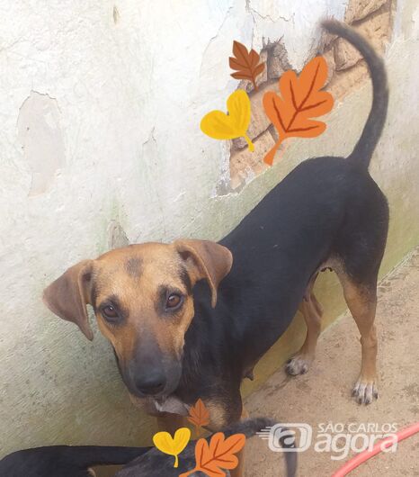Homenagem Funerais Pet a cachorrinha Filó -