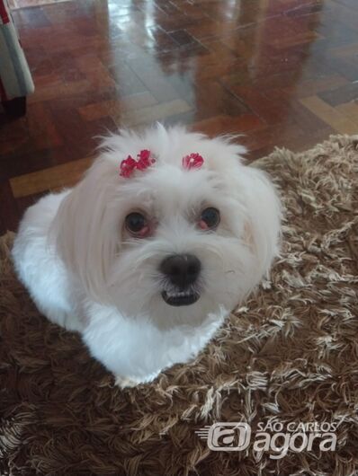 Homenagem da Funerais Pet a cachorrinha Meg -