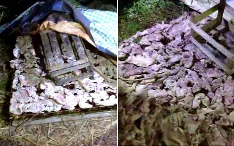 Homem é detido ao reaproveitar carne podre e vendê-la a comerciantes na região - Crédito: Reprodução