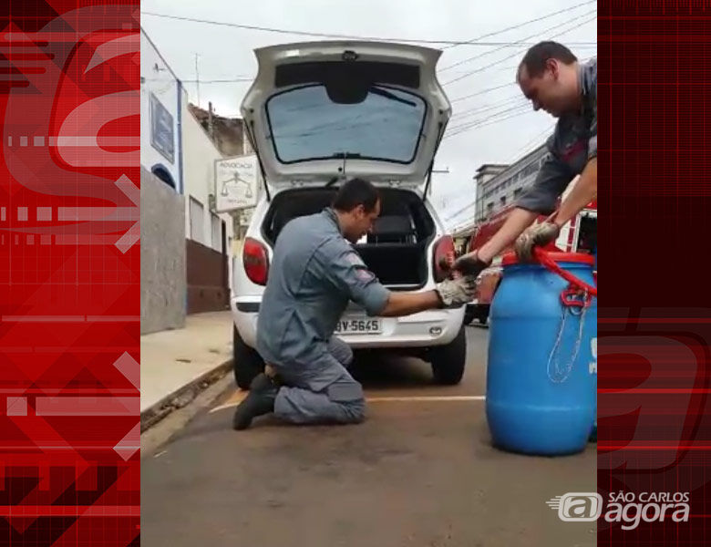 Bombeiros capturam cobra escondida em para-choque de carro no Centro; ASSISTA - Crédito: Reprodução