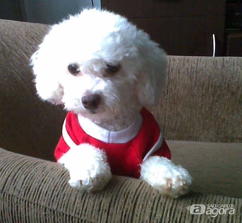 Homenagem da Funerais Pet a cachorrinha Emily -