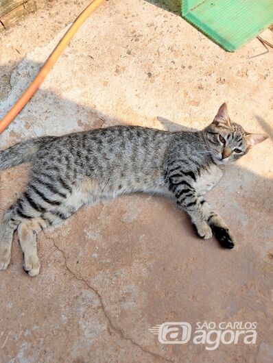 Homenagem Funerais Pet ao gatinho Docinho -