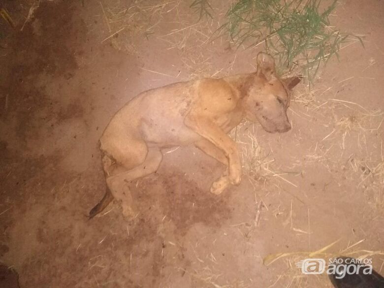 Homem é acusado de matar e enterrar cachorro em São Carlos - Crédito: Divulgação