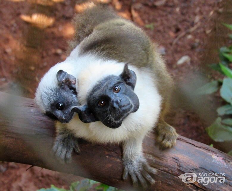 Os dois pequenos primatas são representantes de uma das espécies amazônicas mais raras e que está entre as mais ameaçadas de extinção. - Crédito: Divulgação