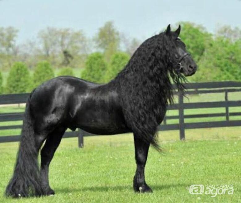 Scheik, o cavalo da internet, estará na Cavalgada Solidária em São Carlos - Crédito: Divulgação