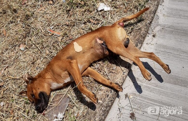 Cachorro é morto com requintes de crueldade no Jardim Zavaglia - Crédito: Divulgação