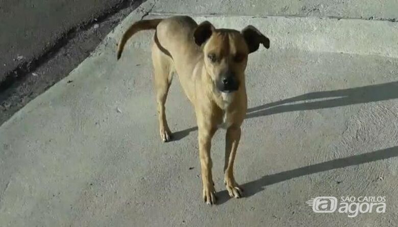 Morte violenta do cachorro Pimpão gera revolta; moradores farão protesto pacífico - Crédito: Divulgação