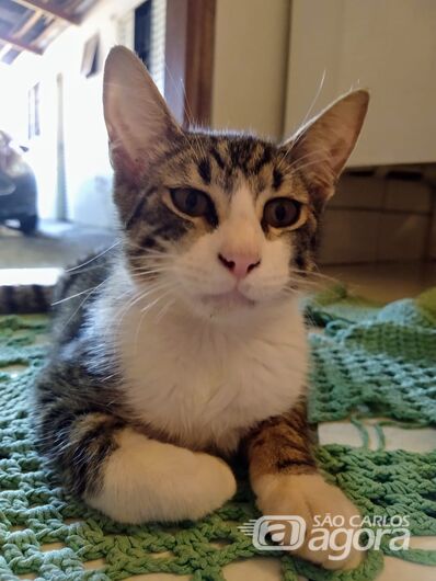 Homenagem Funerais Pet ao gatinho Theo -