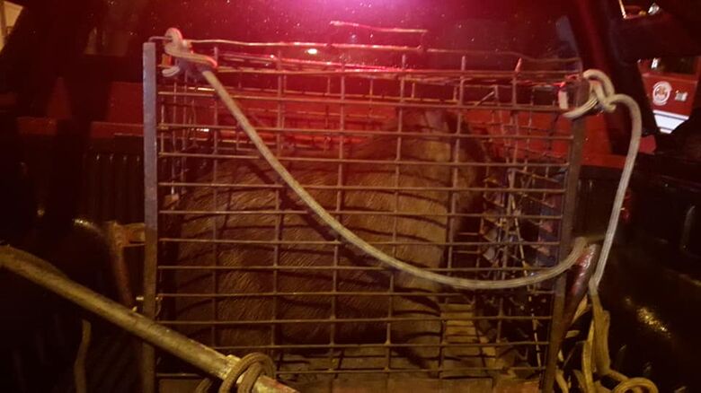 A capivara foi solta em seu habitat natural - Crédito: Nelsinho Pereira