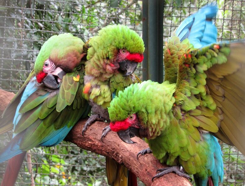 Parque Ecológico reproduz rara espécie de Arara - Crédito: Divulgação