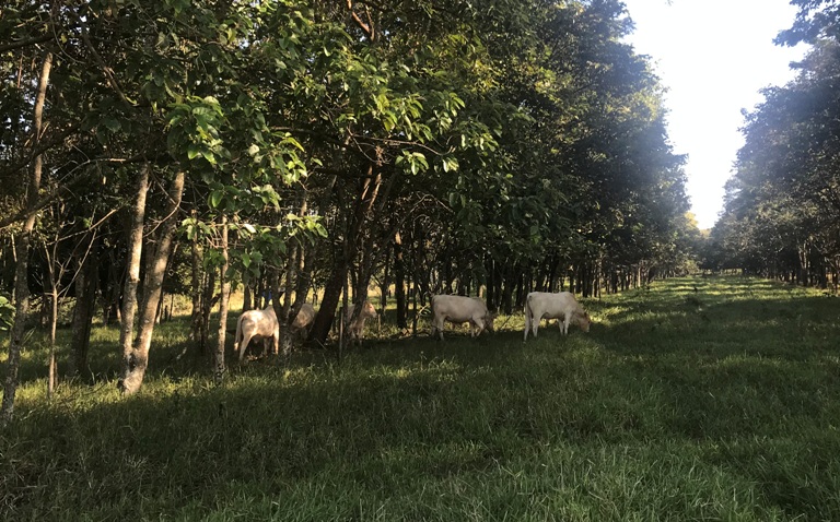 Sistema silvipastoril da Embrapa Pecuária Sudeste com uso de árvores nativas - Crédito: Ana Maio