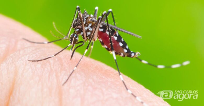 Em 2020 já foram registradas em São Carlos 433 notificações de dengue - Crédito: Divulgação