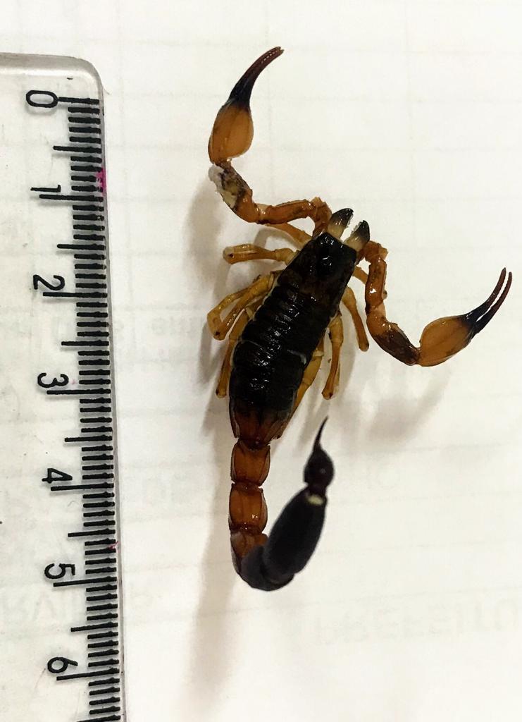 Zoonoses orienta sobre a prevenção a escorpiões - Crédito: Divulgação