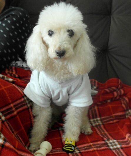 Homenagem da Funerais Pet a cachorrinha Belinha -