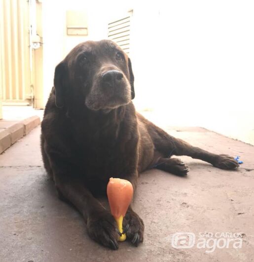 Homenagem Funerais Pet a cachorrinha Laila - 