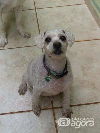 Homenagem Funerais Pet ao cachorrinho Yuri -
