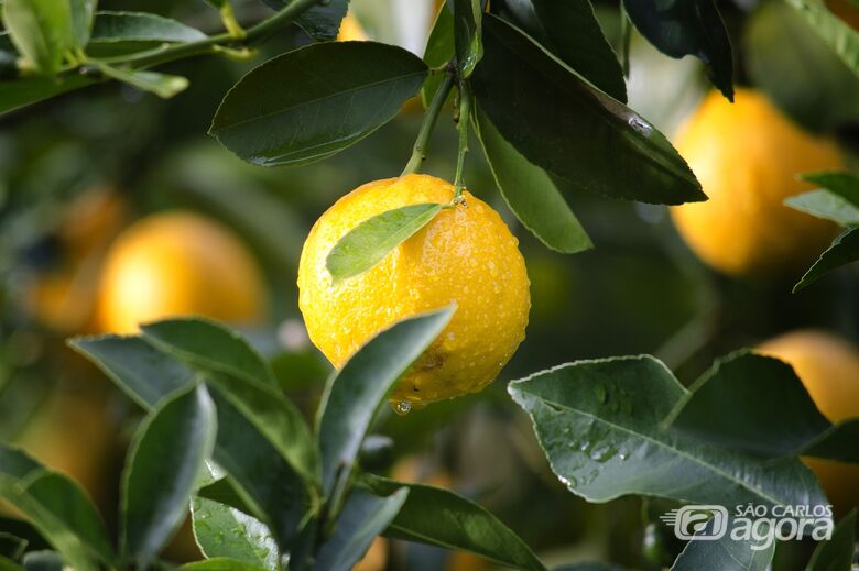 Preço do Limão deve cair 40% - Crédito: Imagem de Pexels por Pixabay