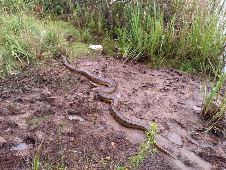 Cobra foi solta na natureza - Crédito: Colaborador/SCA