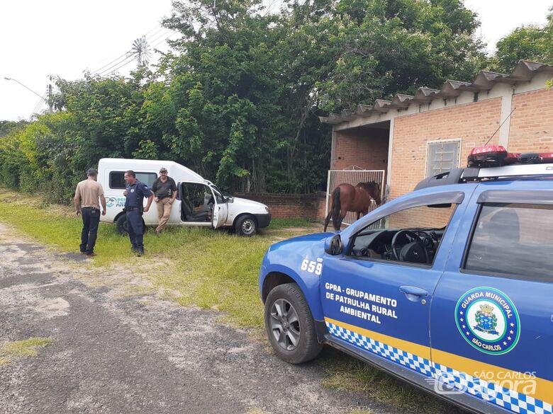 GM recupera cavalo furtado do canil municipal; cinco estão sumidos - Crédito: Divulgação