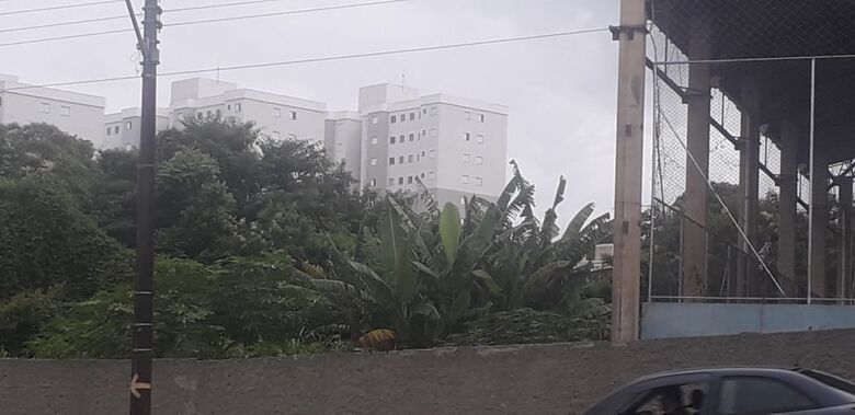 Em alguns pontos, mato é mais alto que o muro da escola - Crédito: Divulgação