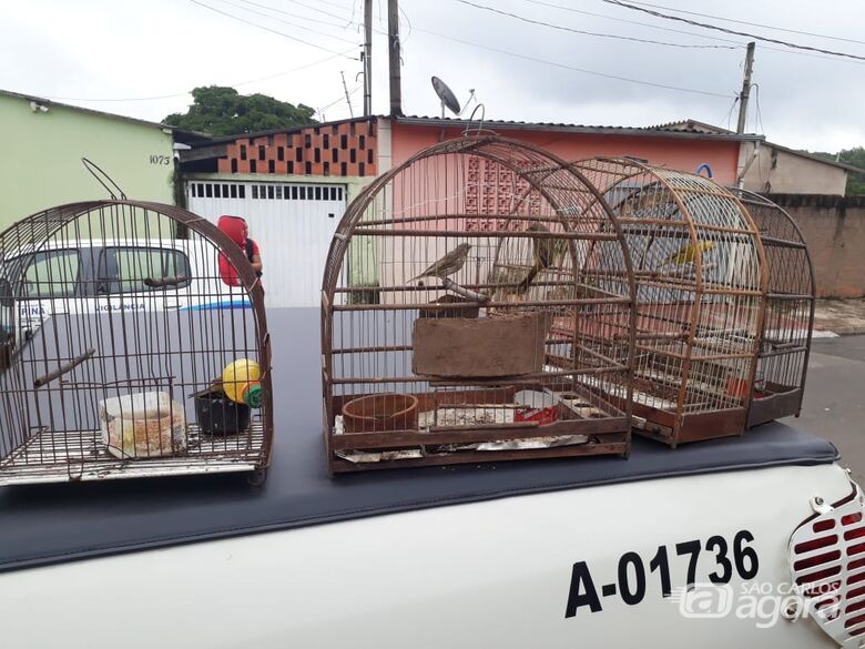 Polícia Ambiental encontra e liberta na natureza aves silvestres que eram mantidas em cativeiro e sob maus tratos -