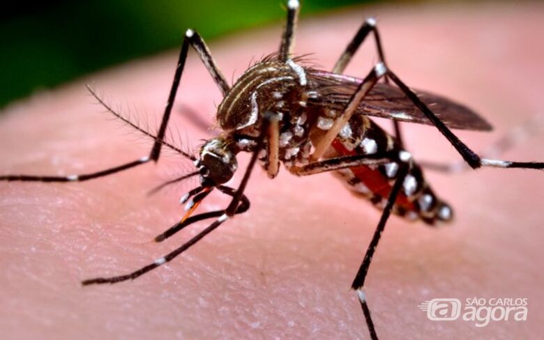 Ibaté intensifica ações de combate ao mosquito que causa a dengue - Crédito: Divulgação