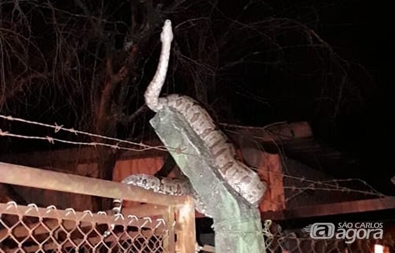 Cobra aparece em escola no Jardim São Rafael - Crédito: Wilson/Whatsapp SCA