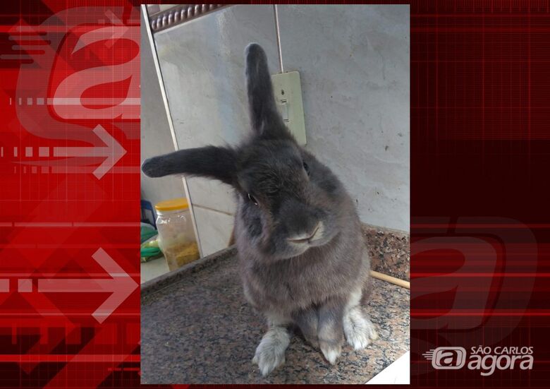 Homenagem Funerais Pet ao coelhinho Tom -