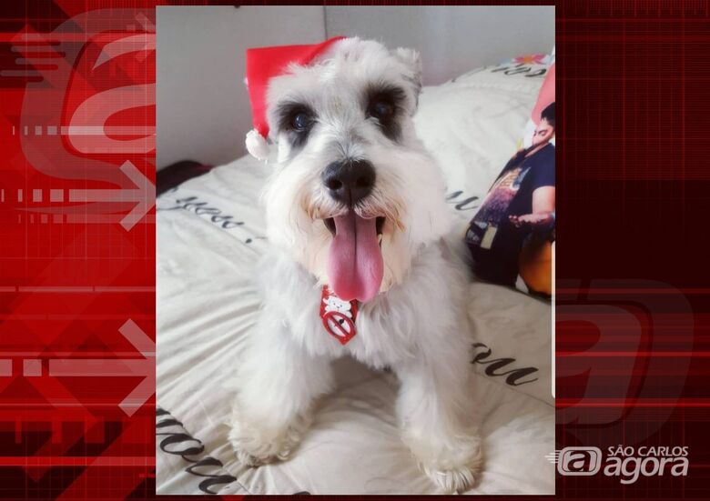 Homenagem da Funerais Pet ao cachorrinho Kadu -