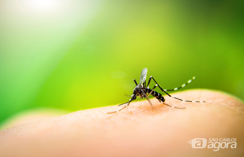 São Carlos registra 510 notificações de casos de dengue - Crédito: Divulgação