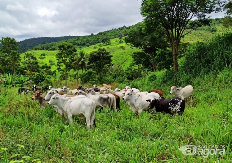 Animais da região norte de Minas Gerais - Crédito: Adilson Malagutti