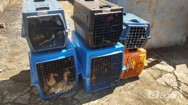 Prefeitura realiza resgate de animais no bairro Santa Angelina -