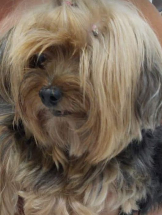 Homenagem Funerais Pet a cachorrinha Tuty -
